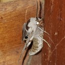 thisanonissocool avatar