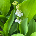 thiscarisdrivenby700rats avatar