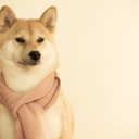thiscooldog-blog avatar