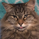 thiscrazydream avatar