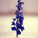 thiscrowdedearth avatar