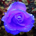 thisdopeusernameistaken avatar