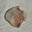 thisgirlhasgotagun avatar