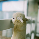 thisisabummerman avatar