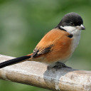 thisisakyluxau avatar