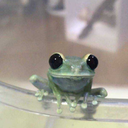 thisisfrog avatar