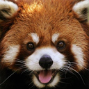 thisisredpanda avatar