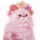 thisistheroom avatar