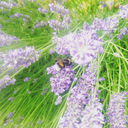 thisisthewrongplace avatar