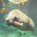 thismanatee avatar