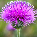 thistle-and-rosemary avatar