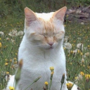 thistledrizzle avatar