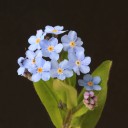 thistles-and-forget-me-nots avatar