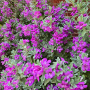 thiswillbemytombler avatar