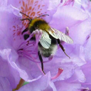 thoghtsofafly avatar