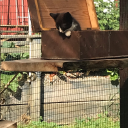 thoraelrlffnem avatar