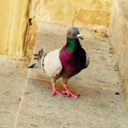 thoria-of-asgard avatar