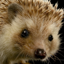 thorn-mouse-disc avatar