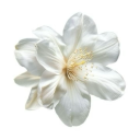 thorne-everheart avatar