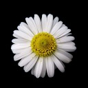 thornedaisies avatar