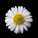 thornedaisies avatar