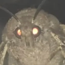 thorninmysides avatar