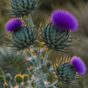 thorns-n-thistles2 avatar