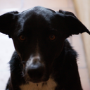 thorns-ombres avatar