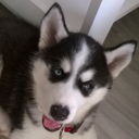 thorthehusky avatar