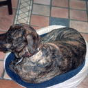 thoseromosers avatar