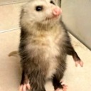 thotpossum avatar