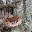 thots-and-flowers avatar