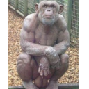 thoughtfulcollectionflower avatar