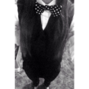 thoughts-and-vagaterianlove avatar