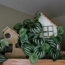 thoughts-from-a-nothing avatar