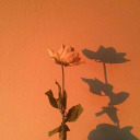 thoughts-never-shared avatar