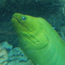 thoughts-of-eel avatar