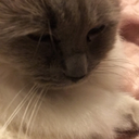 thoughtsfullofstars avatar