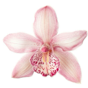 threadinthehead avatar