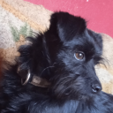 three-dog-night avatar