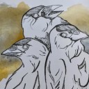 three-jackdaws avatar
