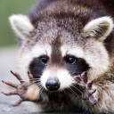 three-raccoons-in-a-trenchcoatt avatar