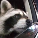 three-raccs-in-a-trenchcoat avatar