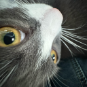 threebatsnests avatar