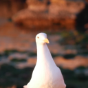 threebraincellsinatrenchcoat avatar