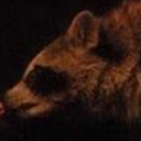 threecheersforsweetirony avatar