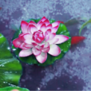 threelivesthreeworlds avatar