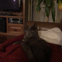 threepelicansinatrenchcoat avatar