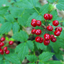 threepoundindustry avatar