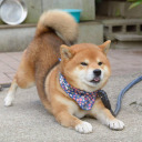 threepupsinatrenchcoat avatar